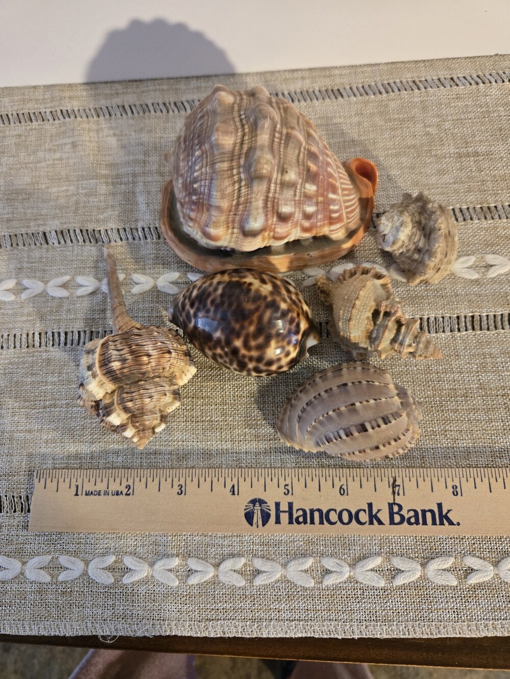 6 Beautiful Sea Shells